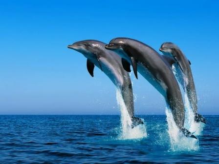 Vivi un’esperienza unica in mare aperto, vieni a cercare e ammirare delfini e balene nel loro habitat naturale.....